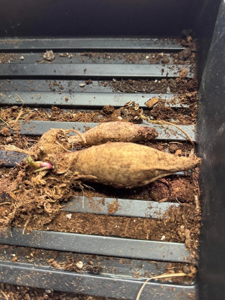 Started waking up tubers… now what? Started waking up tubers… now what?