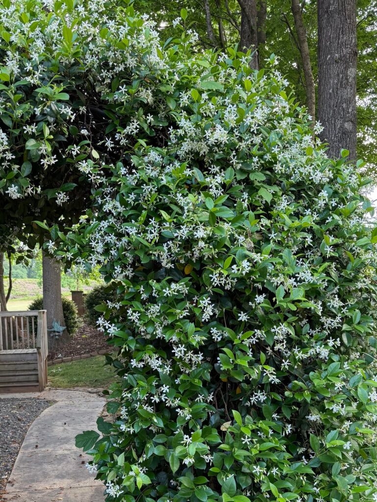 White Star Jasmine