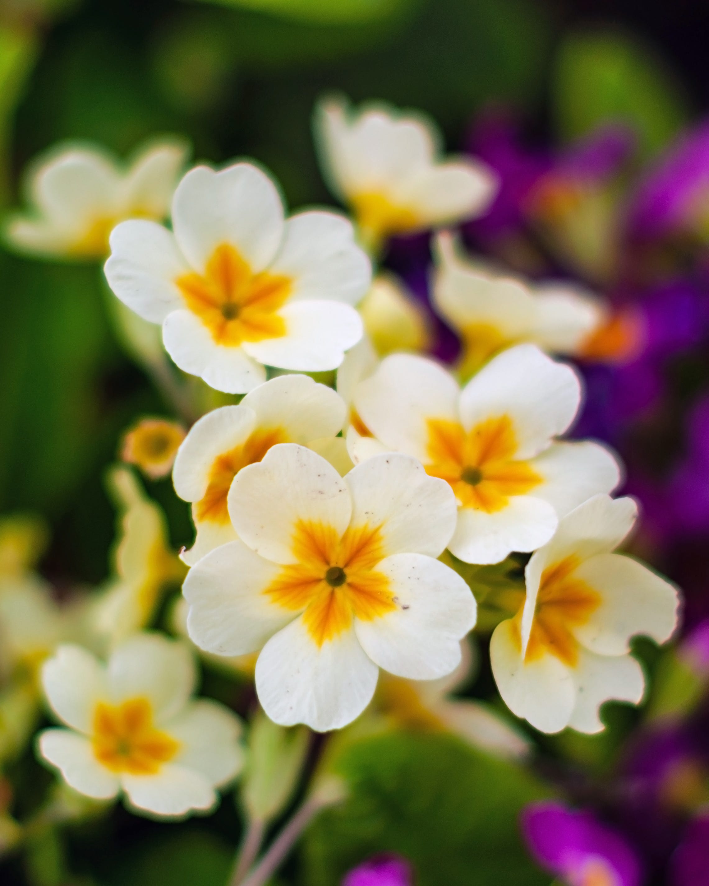 primrose flowers