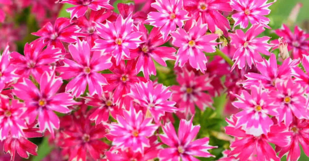 protect garden from heatwaves