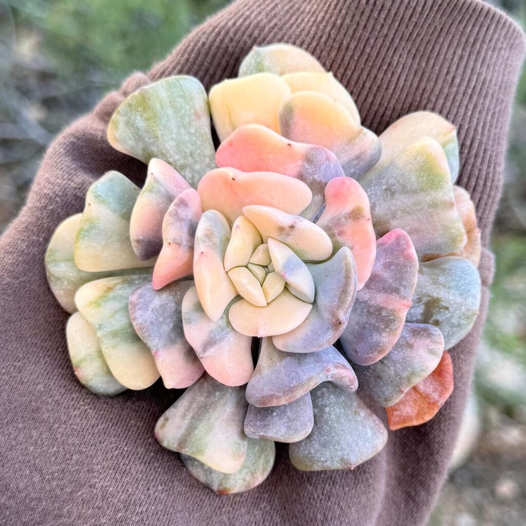 variegated things