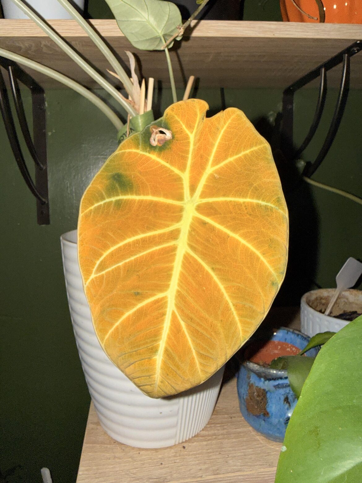 Dramatic Alocasia Dramatic Alocasia