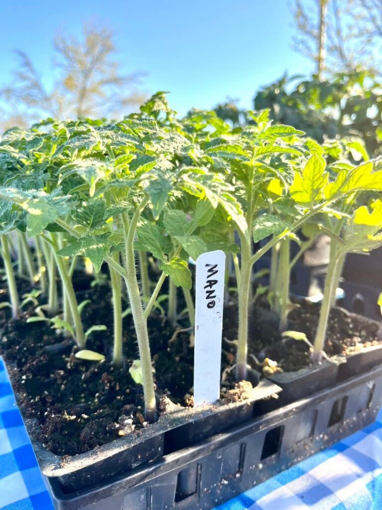 Mano plants