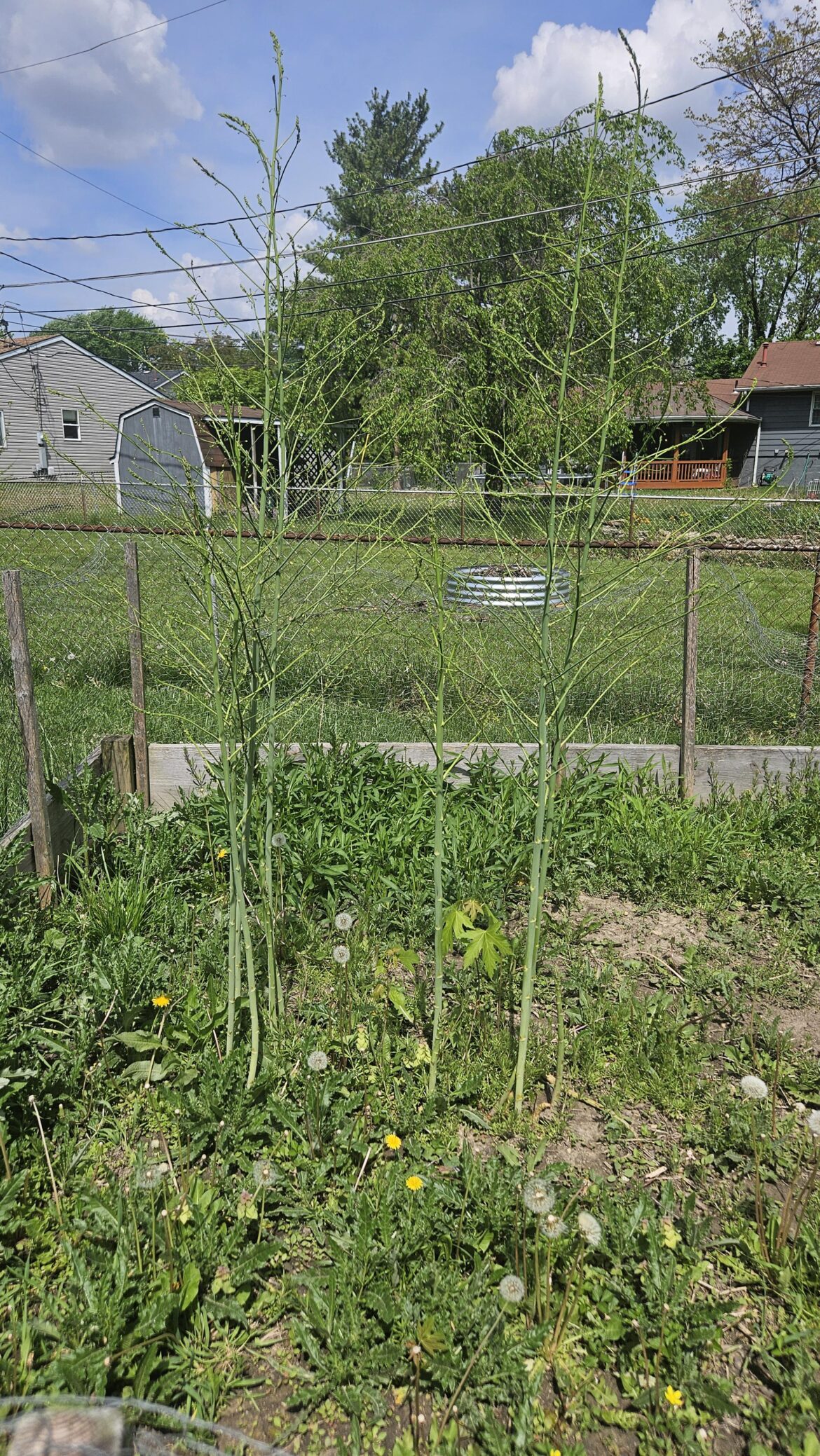 New homeowner with old garden in the backyard