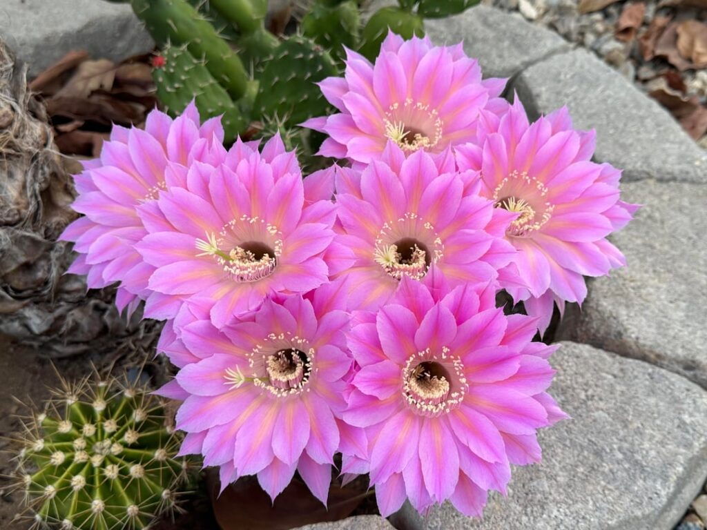Woke up to a beautiful bloom. Enjoy.
