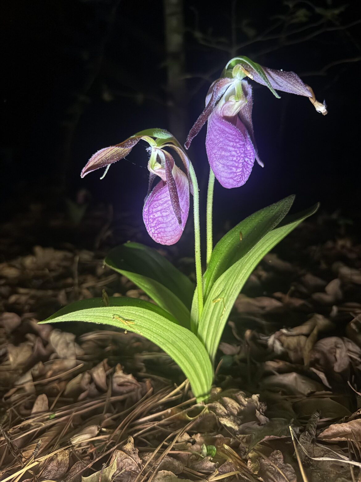 Pink Lady Slipper
