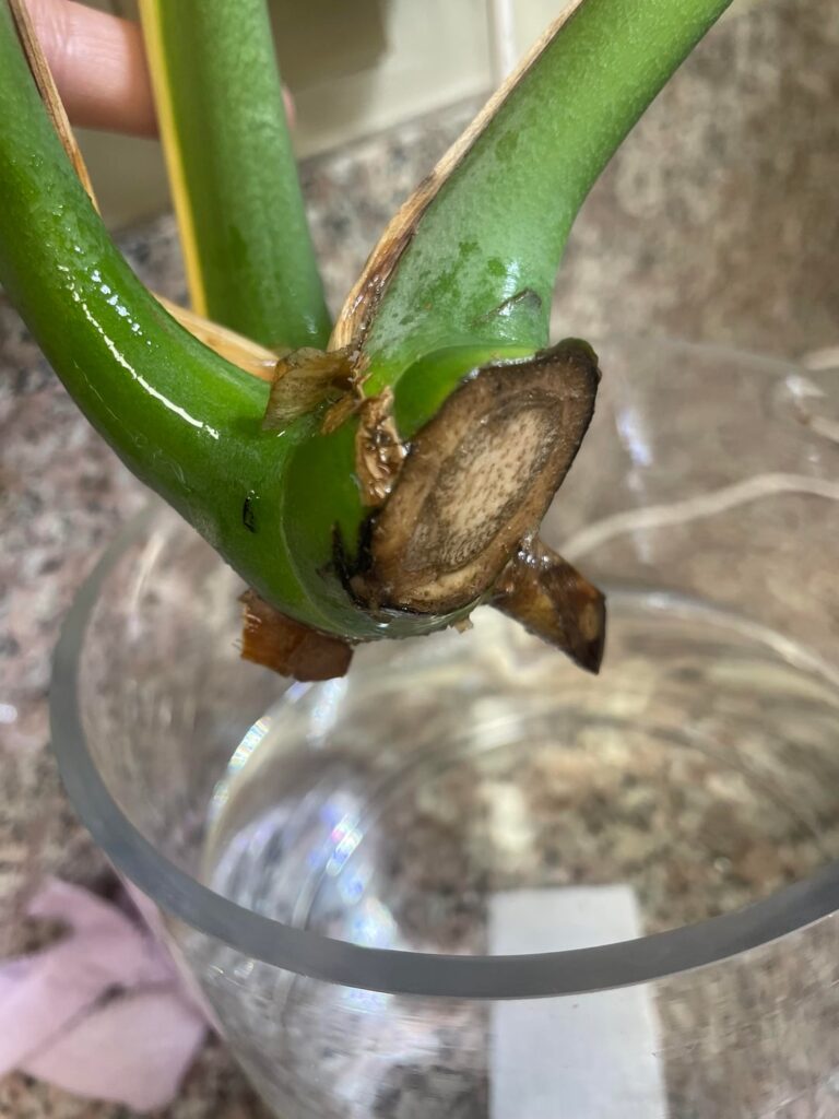 Monstera Propagation Advice