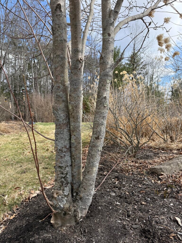Should I cut down the middle tree trunk of this magnolia tree to prevent rubbing against the other trunk?