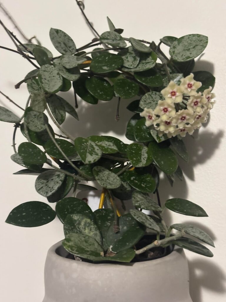 Just sharing my recent blooms