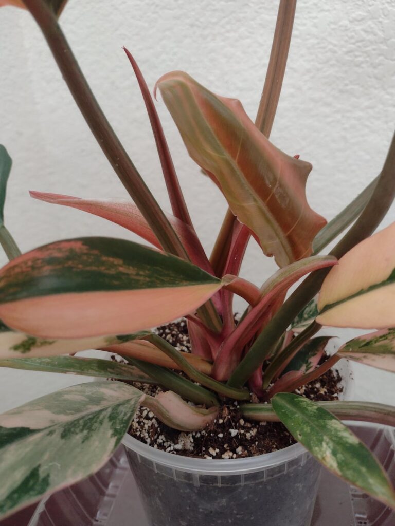 Should I separate them?