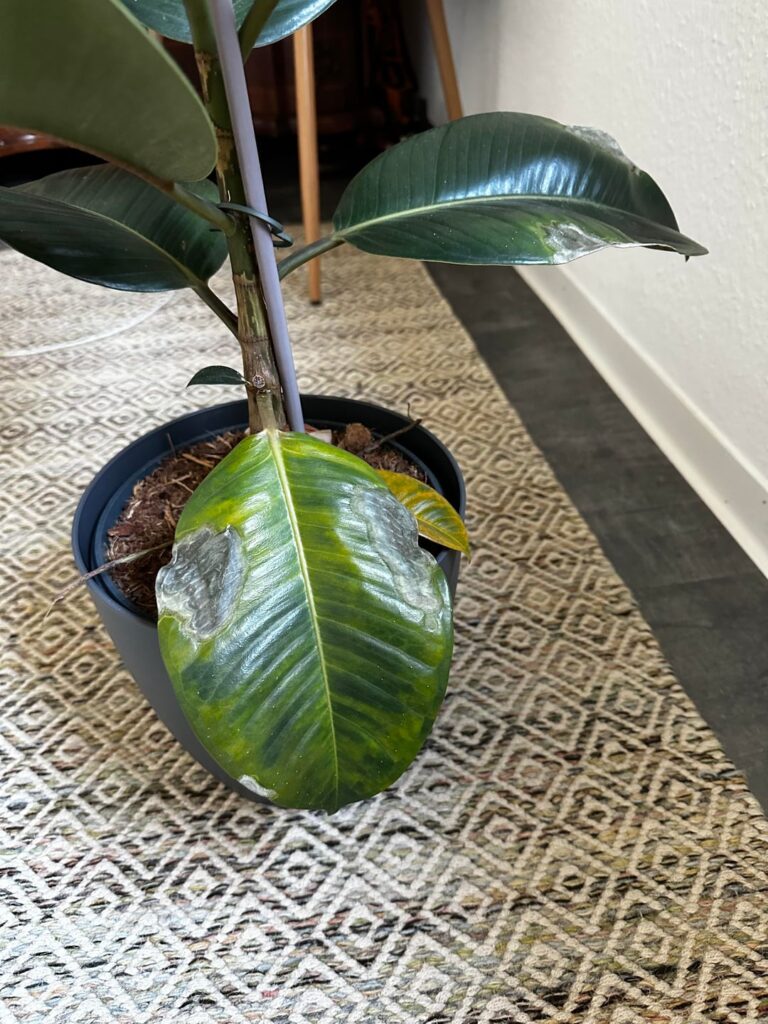 Ficus Elastica infection