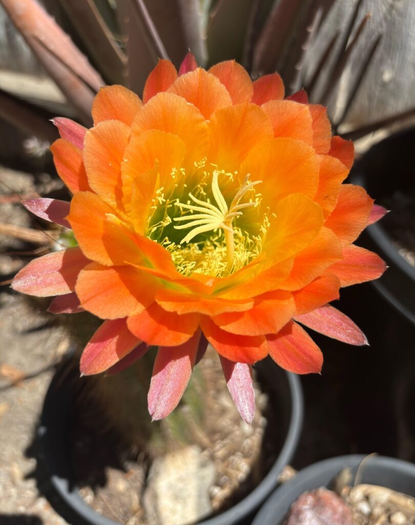 First bloom of the season!Apricot Glow