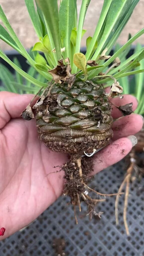 Euphorbia bupleurifolia