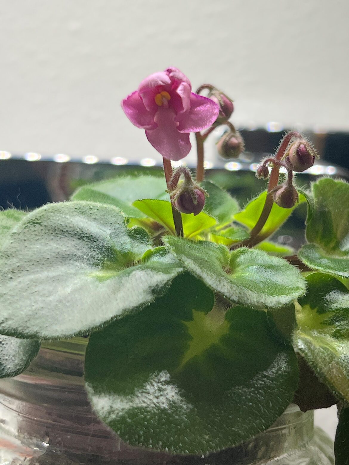 Little Miss Muffet's First Bloom