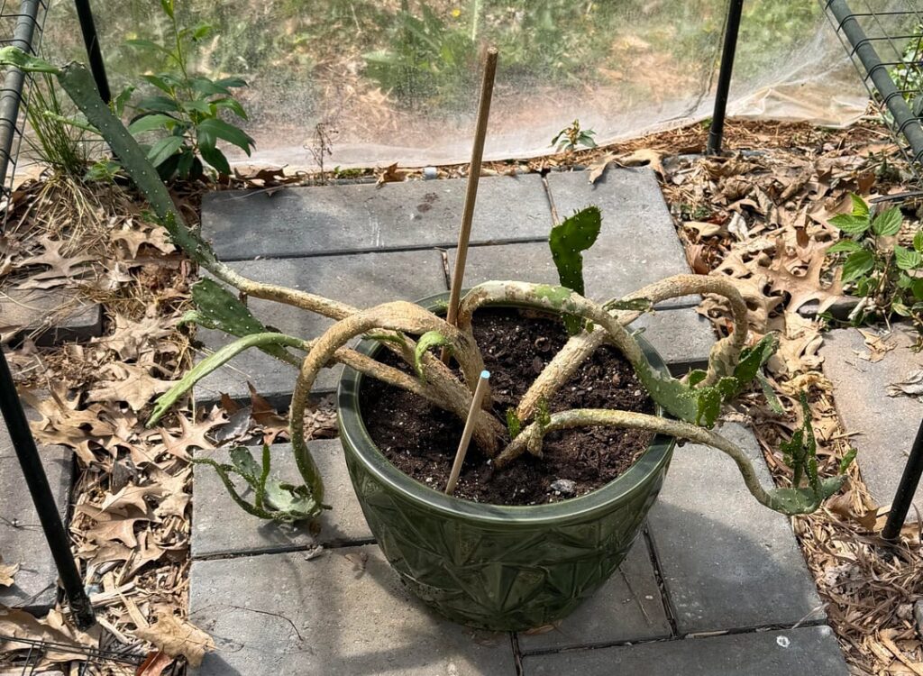 Saving this Prickly Pear Cactus