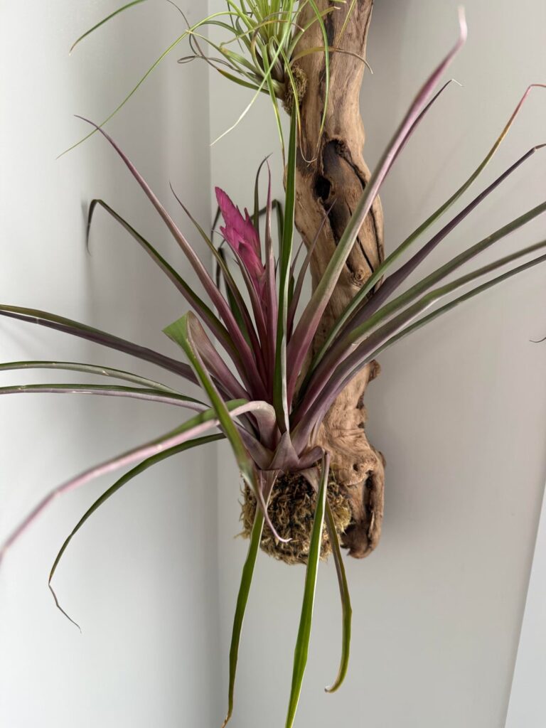 Should I prune these leaves on my Wallisia? I think it dried out for a bit but now rehydrated!