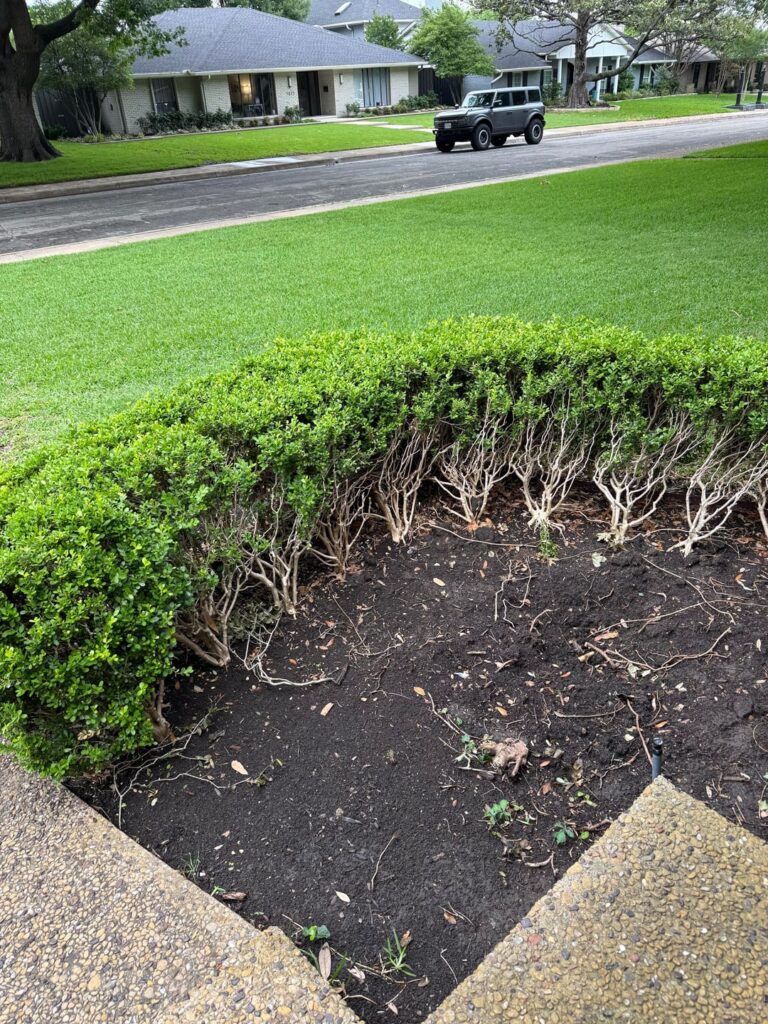 Bare Backside of Boxwood Hedges