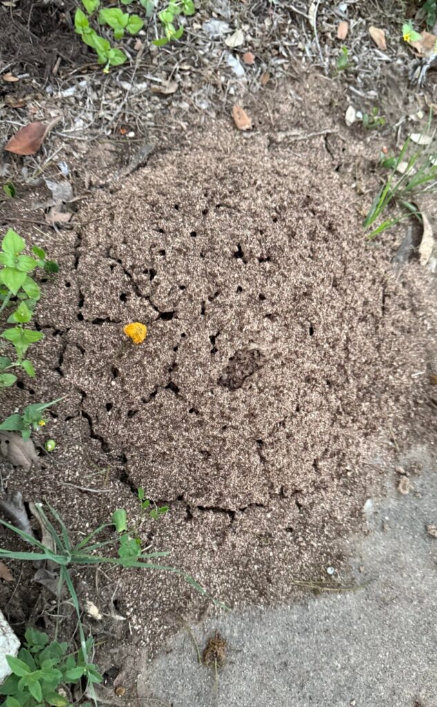 ID my ant mound? ID my ant mound?