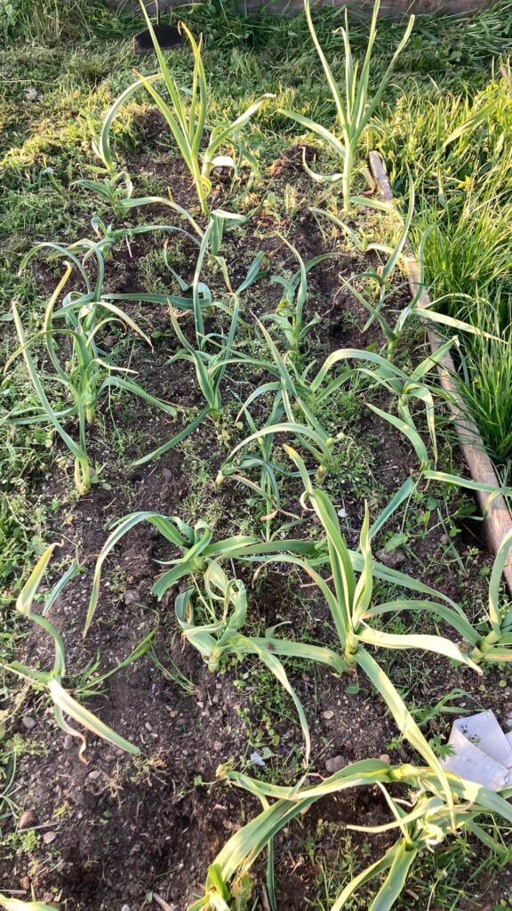What’s wrong with my garlics?