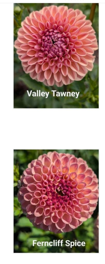 Which is better of the two