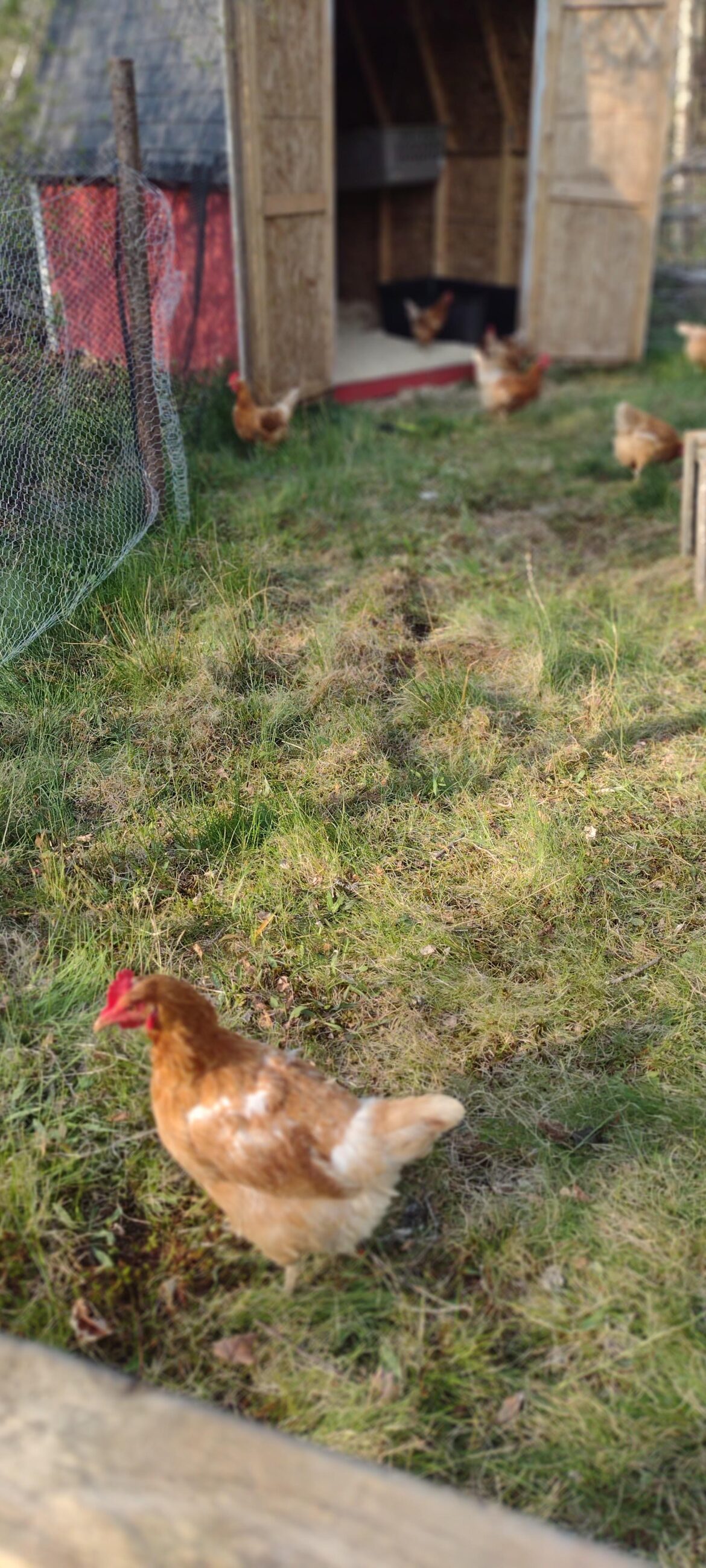 Looking to winterize my chicken coop!