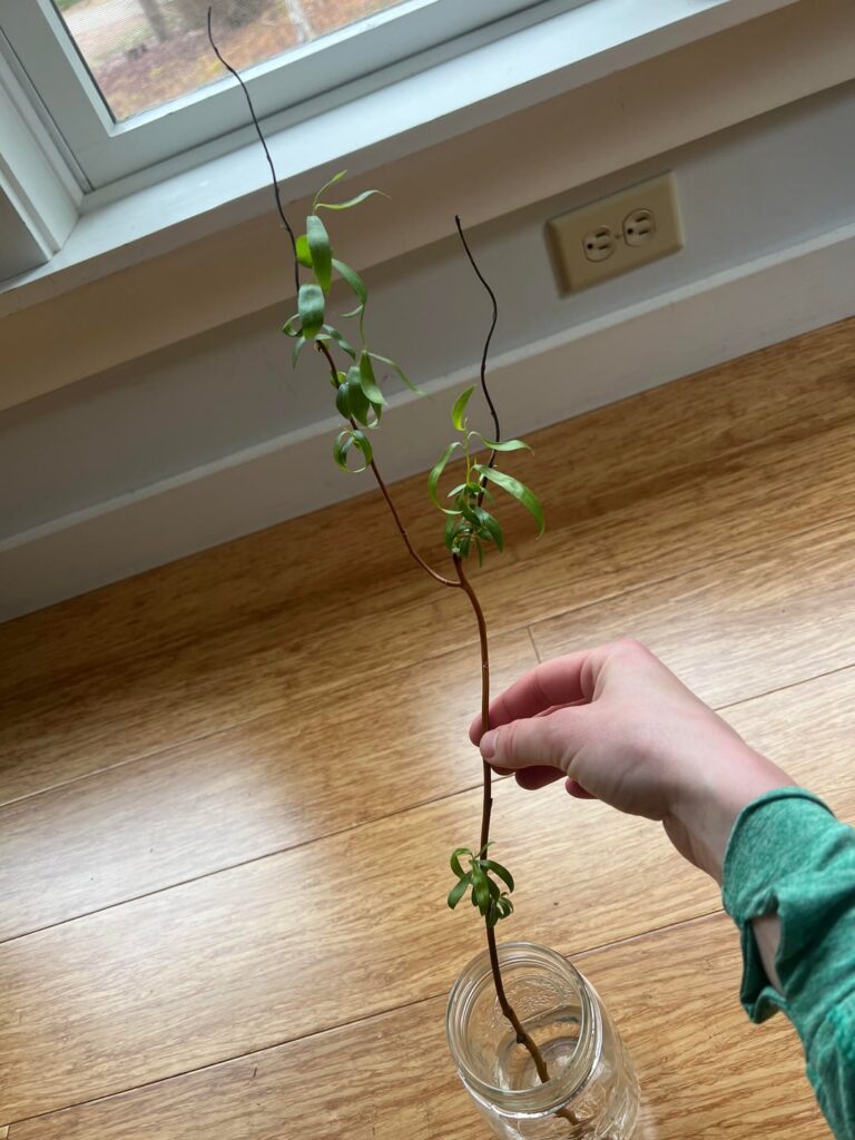 Can she survive?
