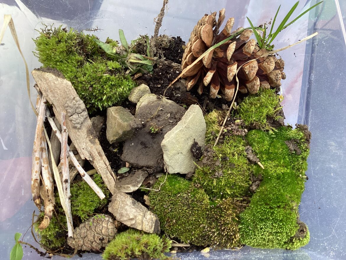 First mini vivarium