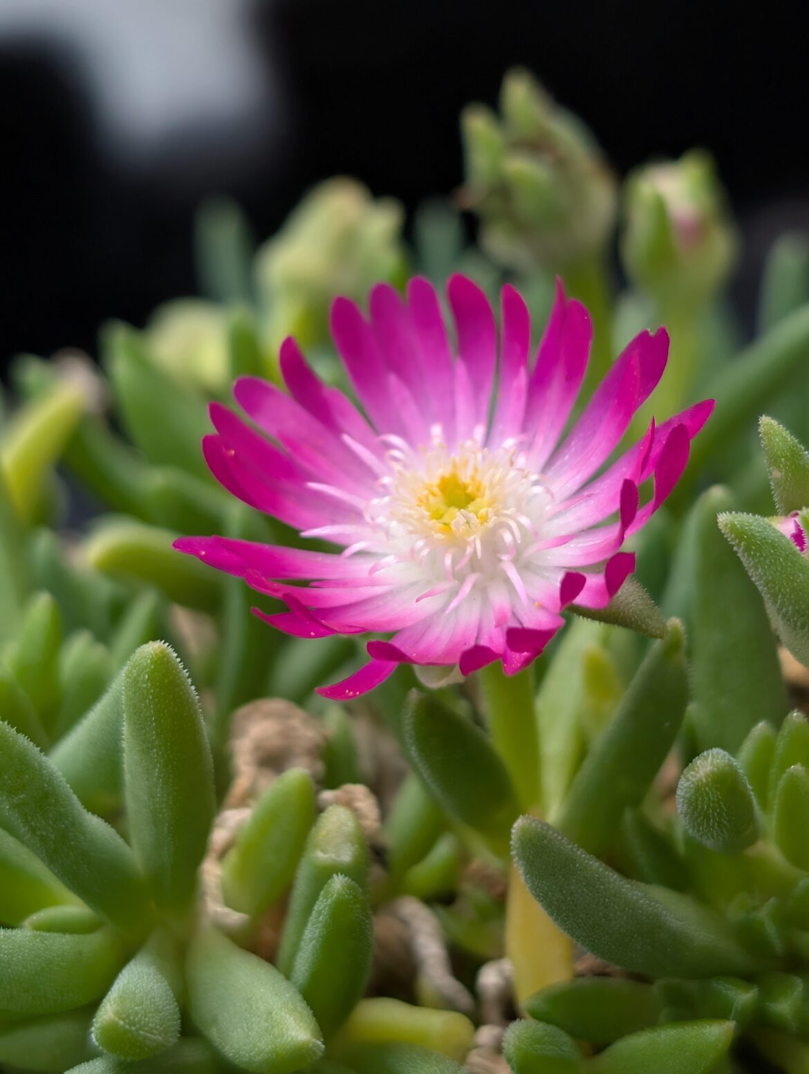 Delosperma aka Ice plant (OC)