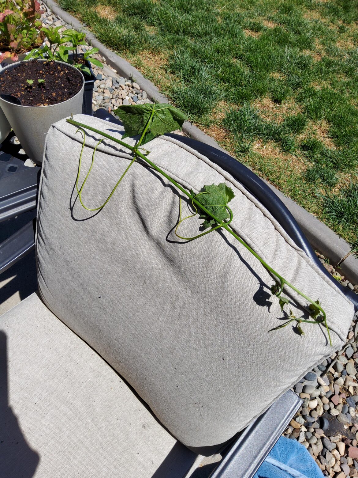 Can I Prop a Broken Grape?