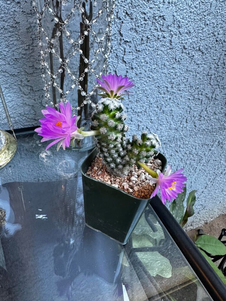 Mammillaria theresae. What’s next?