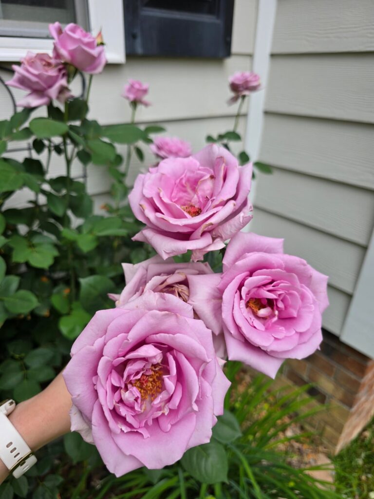 Roses from my garden. 💖