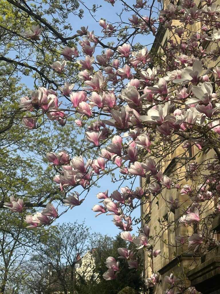 Name of this tree?