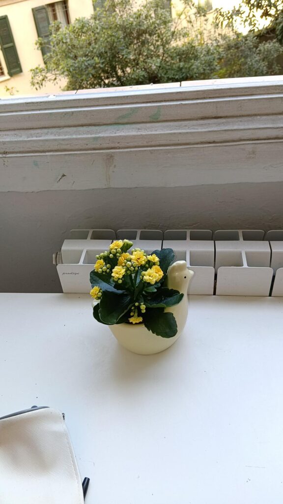 Care for succulent I got from Lidl
