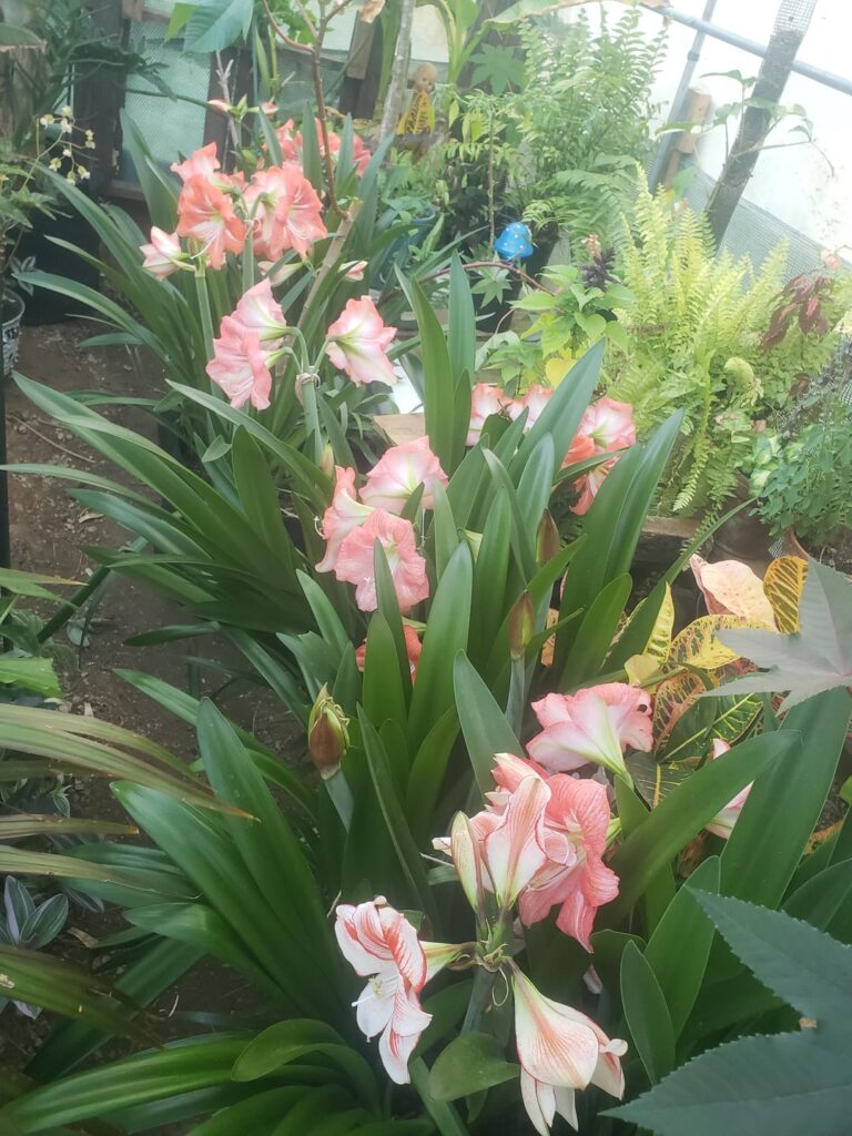 A magical time in my greenhouse. 43 amaryllis and counting