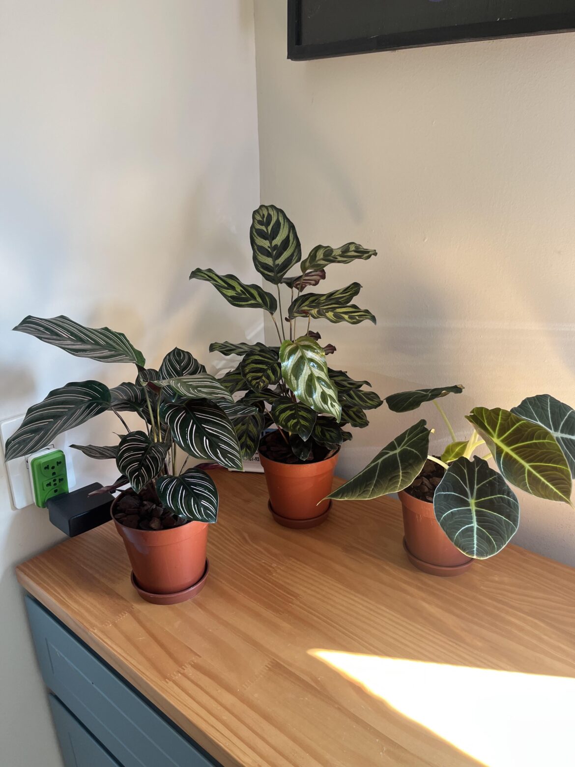 Simplesmente apaixonada pelas minhas duas calatheas 💕