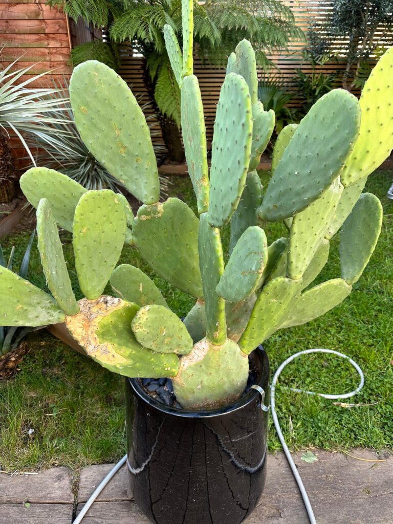 Opuntia and ants Opuntia and ants