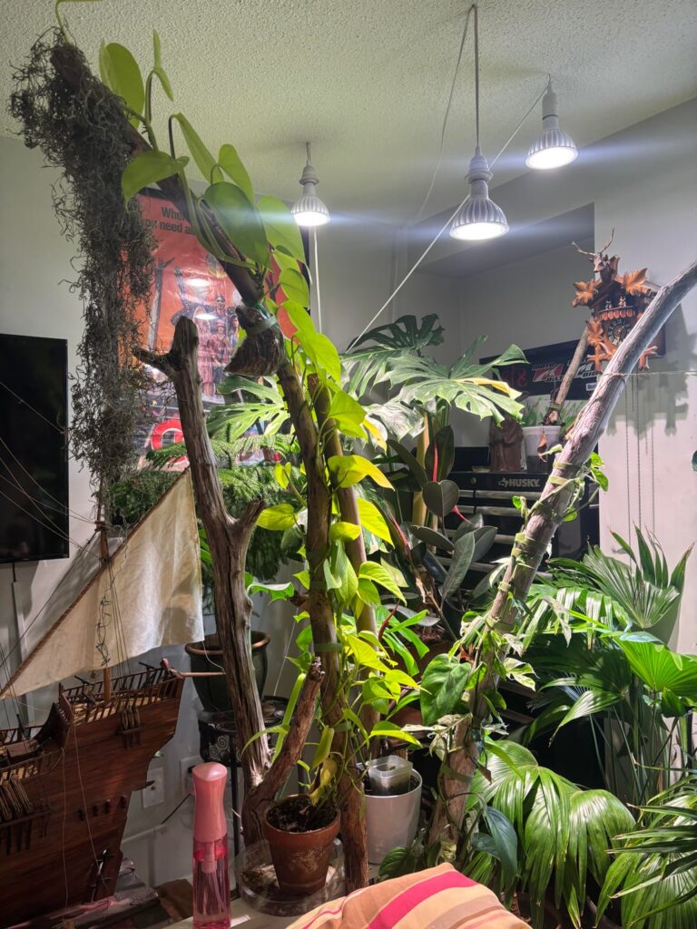 Neon pothos chop