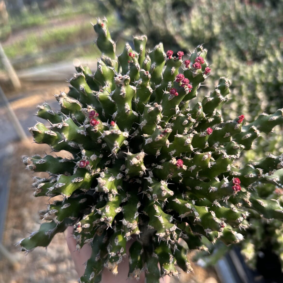 Euphorbia ramulosa