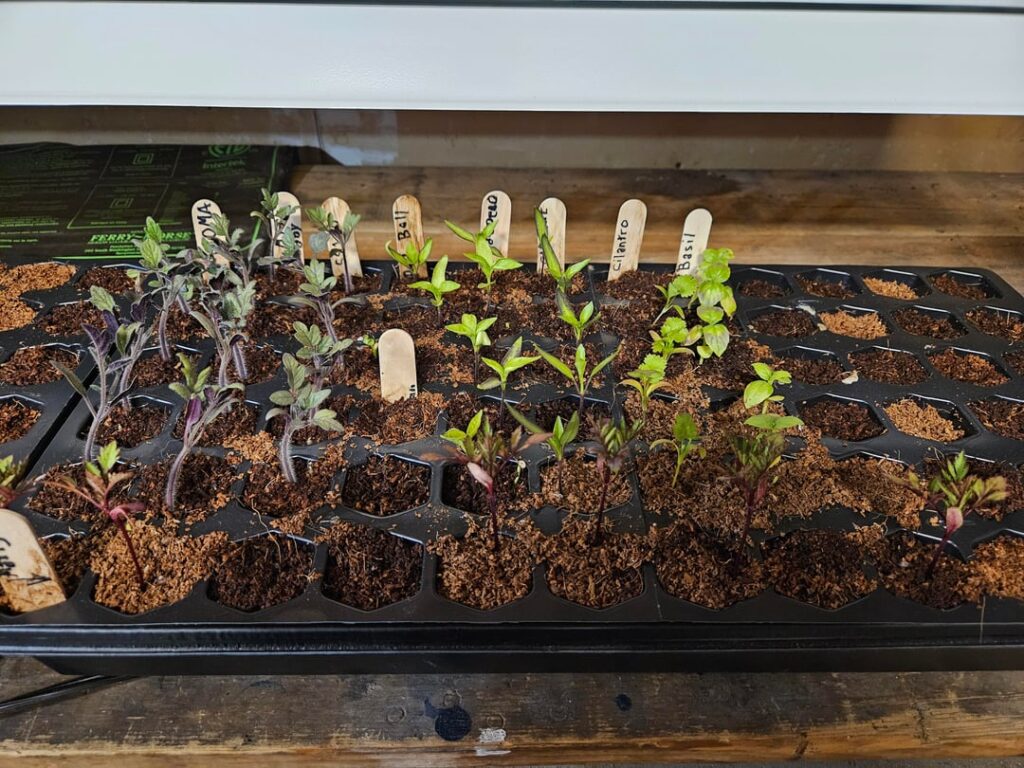 First time seed starter… How am I doing? First time seed starter... How am I doing?