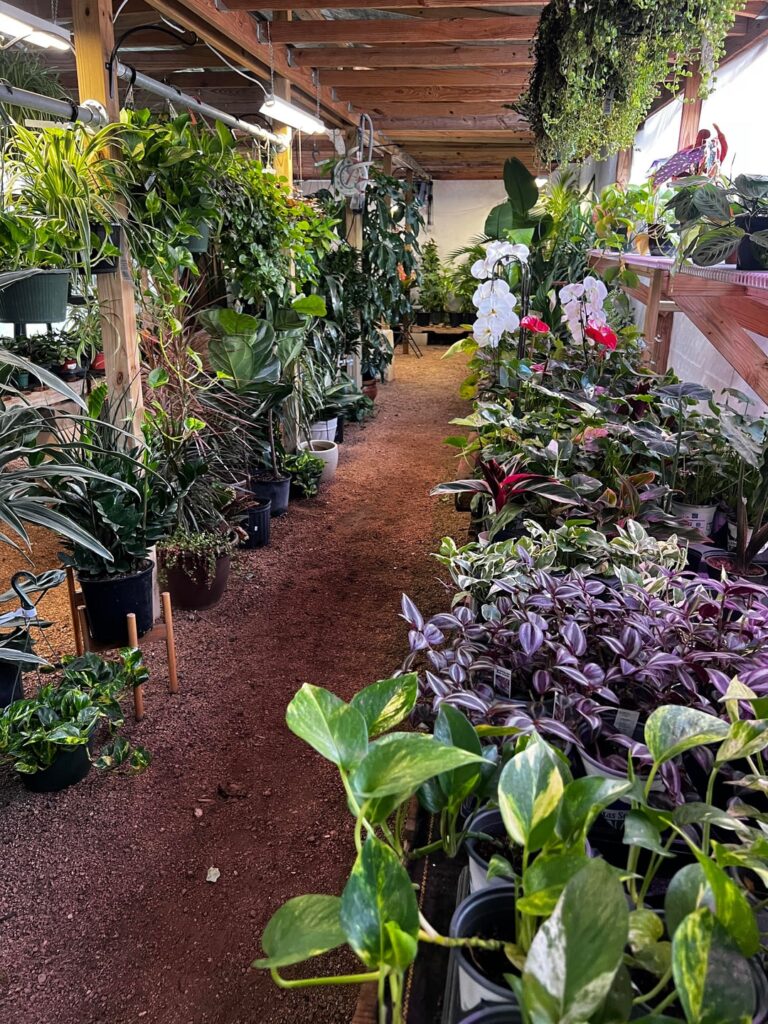 Got a job in horticulture at a small plant shop! Got a job in horticulture at a small plant shop!