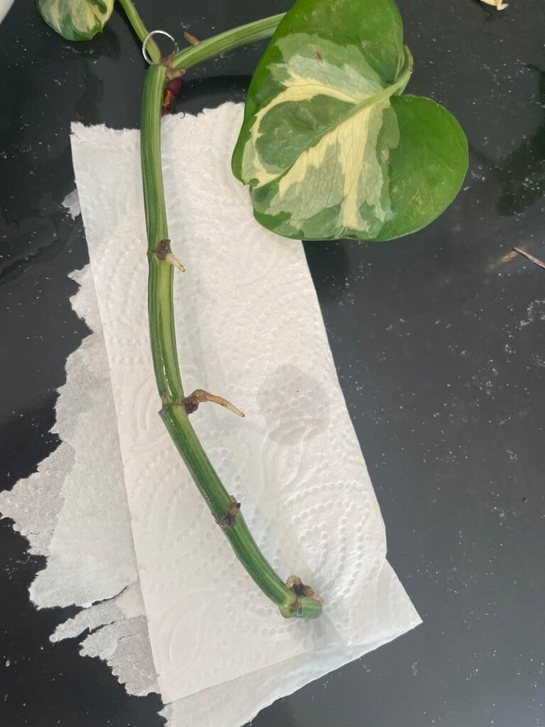First time water propagation, am I doing it right? First time water propagation, am I doing it right?
