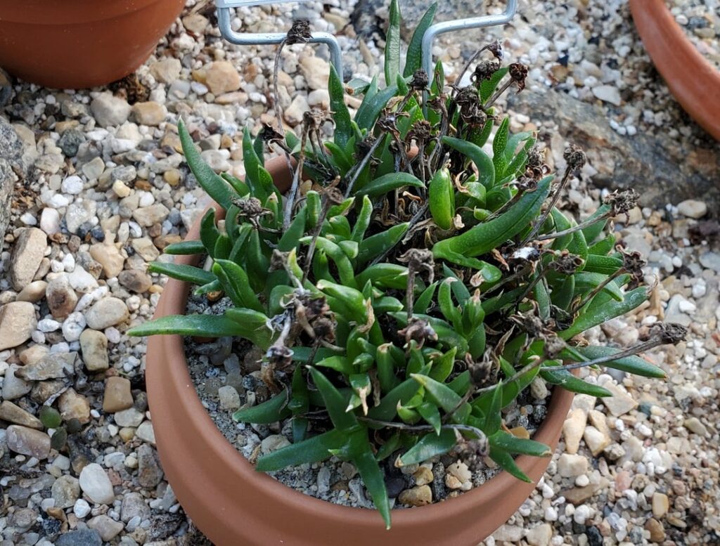 Bergeranthus jamesii university specimen