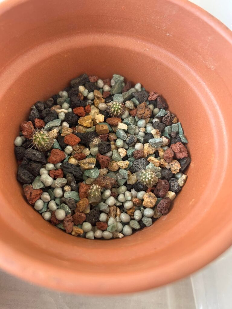 Saguaro seedlings keep dying