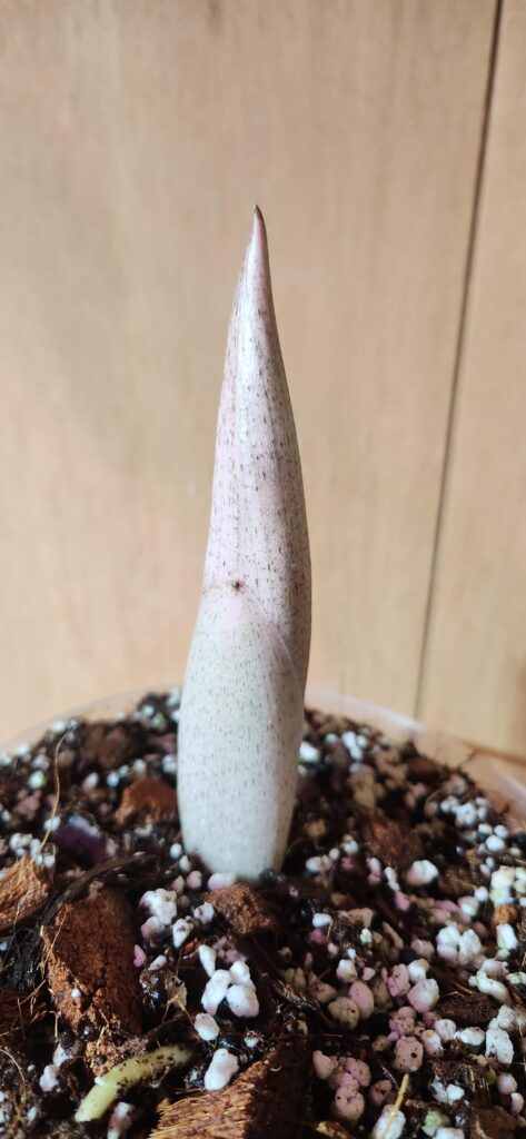 My Taccarum are waking up! My Taccarum are waking up!