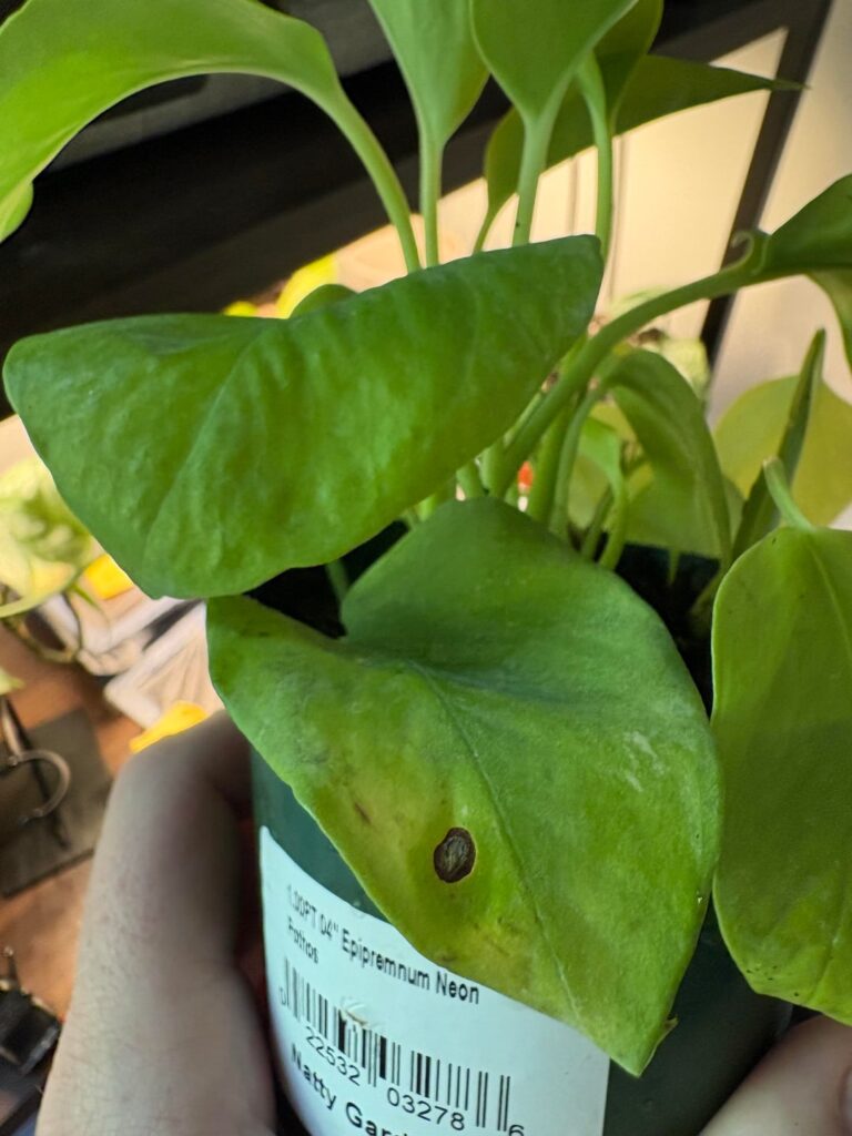 What’s up with this little spot? What’s up with this little spot?