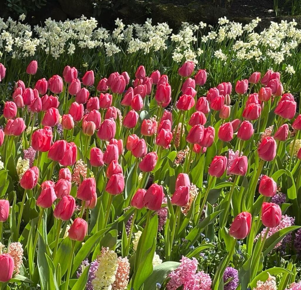 I love tulips, which make people feel happy.