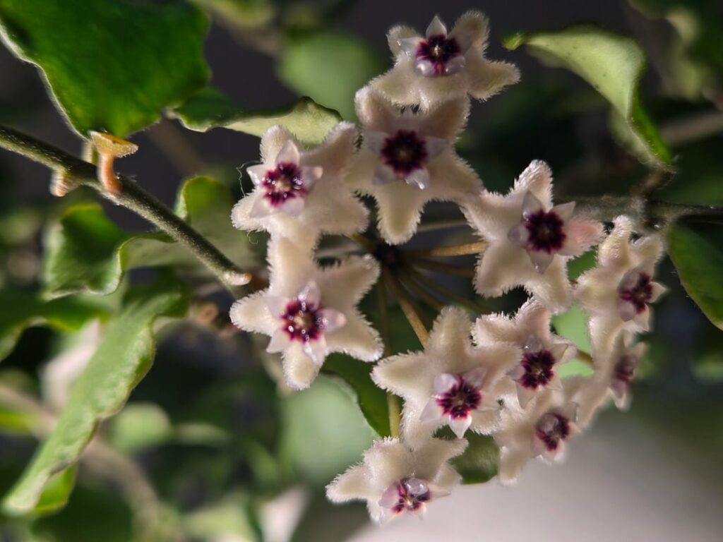 Finally kanyakumariana is blooming. Subtle floral notes