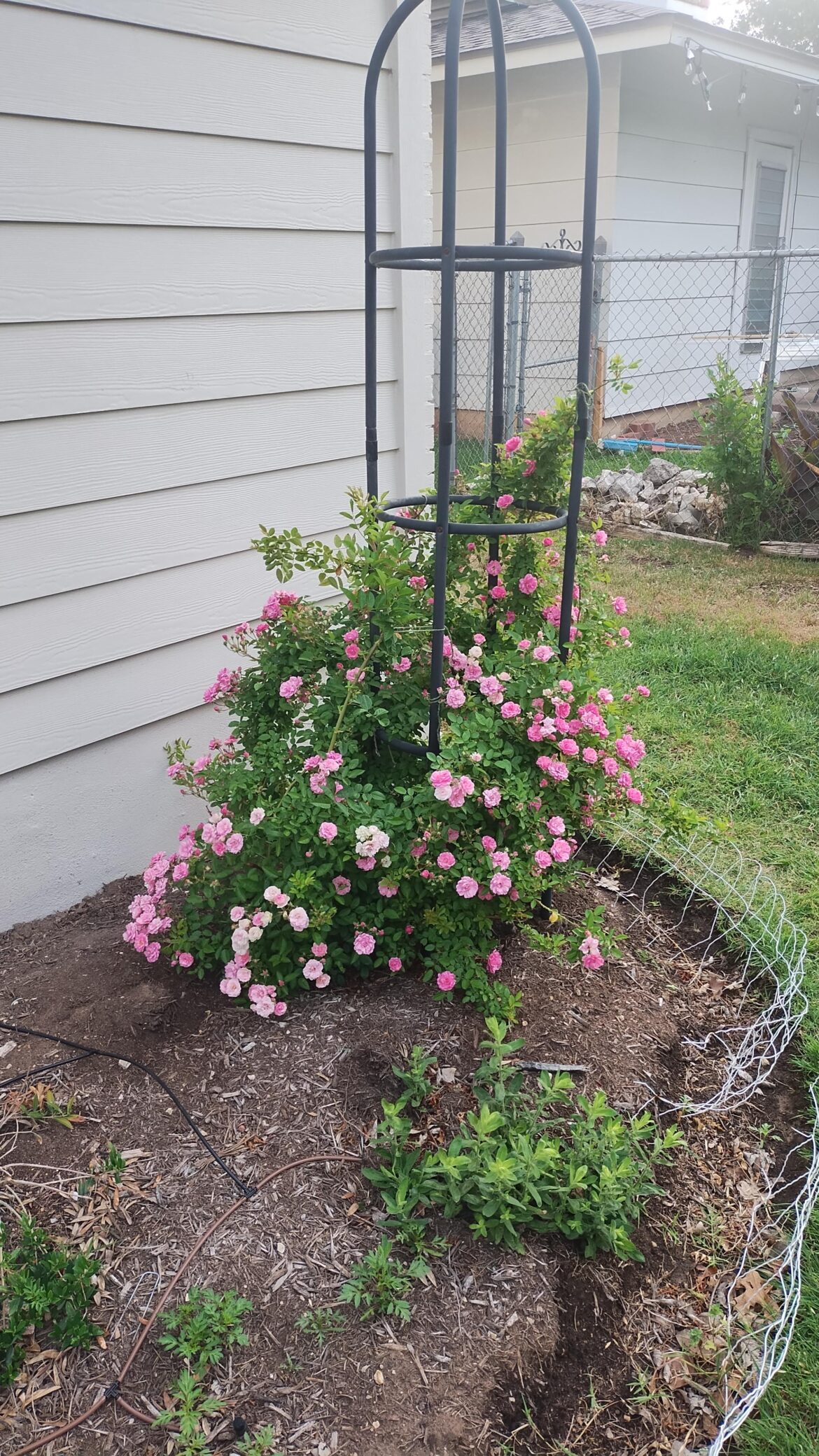 Peggy Martin, 1st blooms