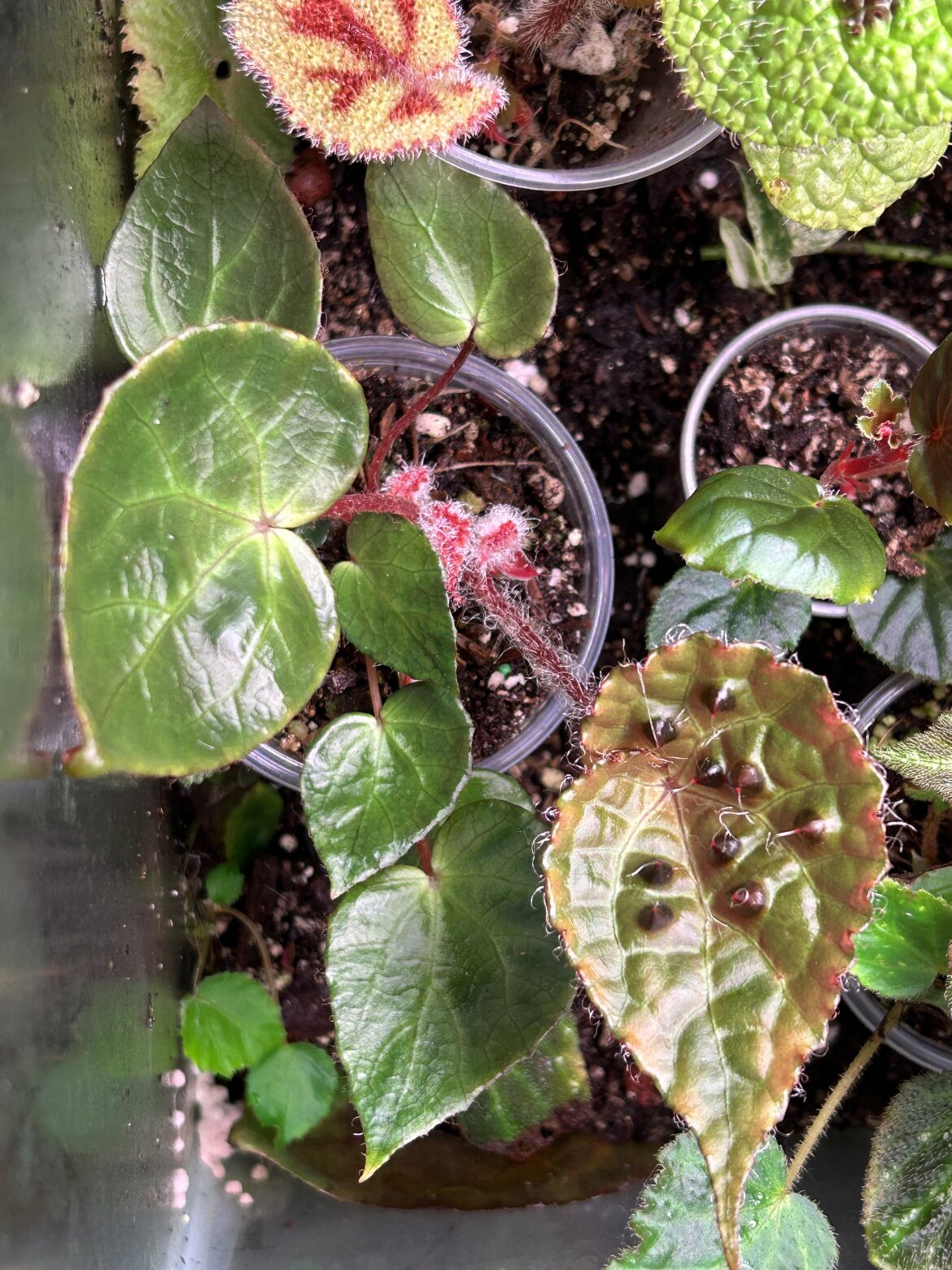 My ferox finally grew some spikes