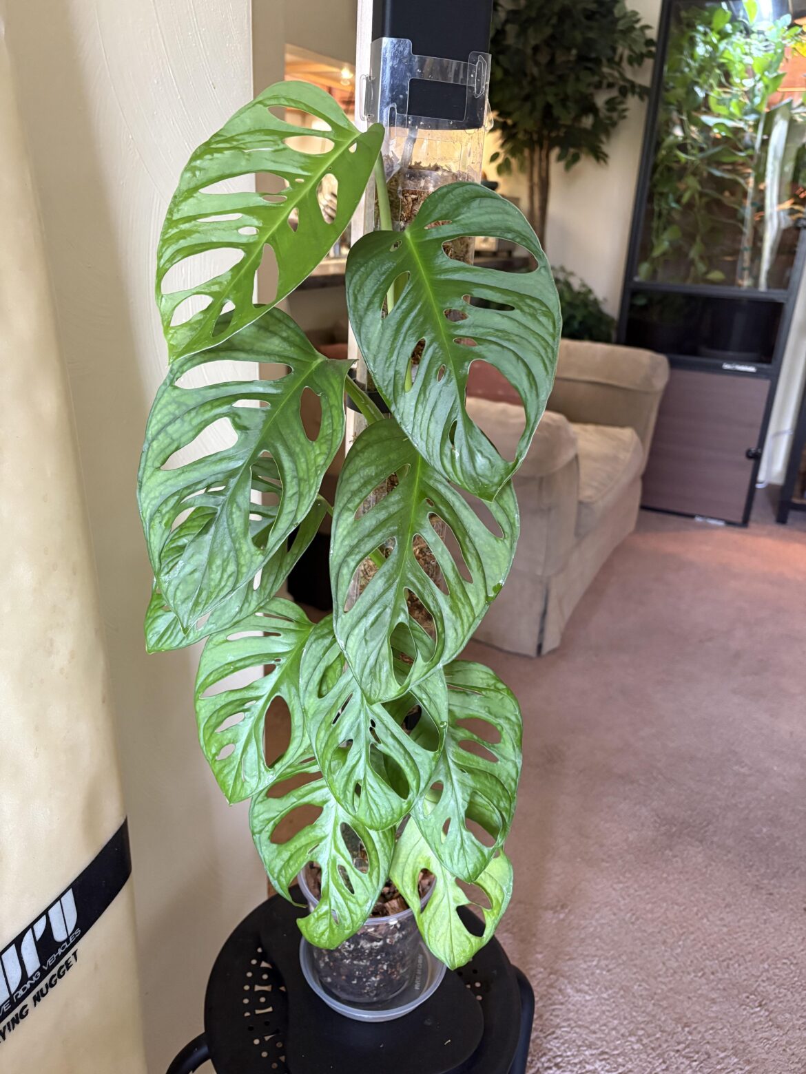 esqueleto or adansonii ? (sorry to be the 100th person to ask this)
